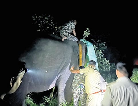 Forest officials radio collaring a jumbo on Wednesday.