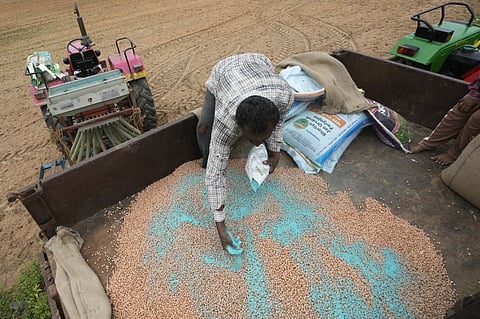 P. Ravinder Reddy, a farmer, applies fungicide to peanut seeds before sowing in Rayanpet village of Telangana state, India, Wednesday, Sept. 25, 2024.