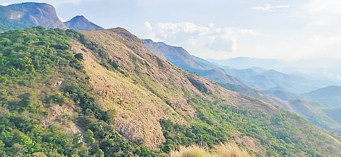 A view of Pasumalai forest, which has been newly colonised by Nilgiri Tahr