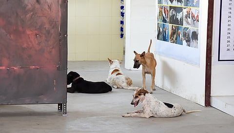 A dog shelter image used for representative purpose.