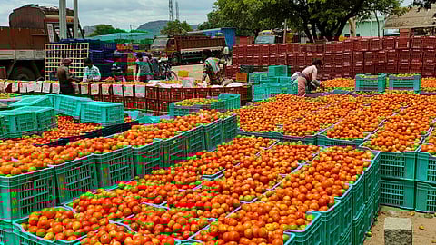 Tomato prices in the State are projected to exceed Rs 100 per kilogram in retail markets.