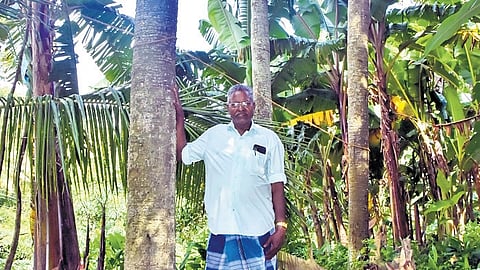 S Anbaian of Pottavilai village, Nediyancode near Swamiyarmadam was the young kid who effortlessly climbed the tree under the guidance of his father.