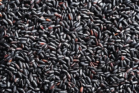 Sambalpur varsity researchers find supplement to combat malnutrition