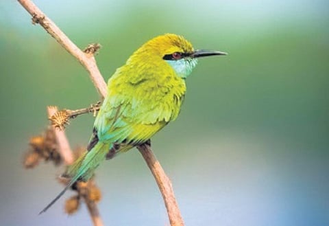 An Indian Roller bird spotted during the TFDC’s photography event held at the Forest Trek Park in Chilkur
