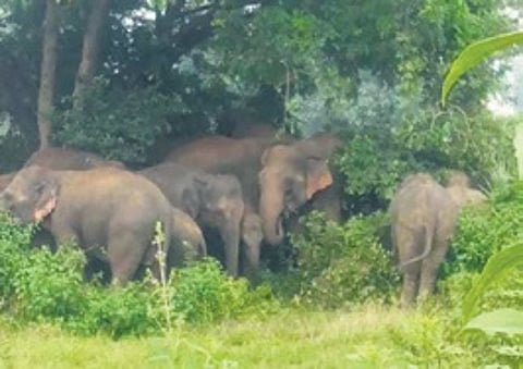 Elephant herd had sneaked into the area from Ganthigadia forest in Talcher range.