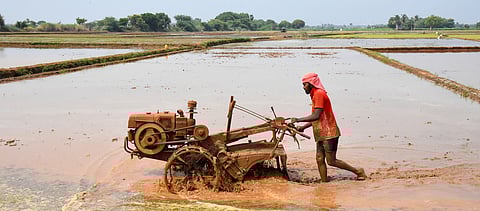 A farmer prepares his land for Samba paddy cultivation with the help of rainwater