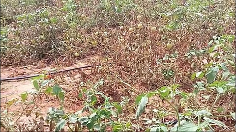 A farmer from Poolavadi in Tiruppur district has complained that the tomato crops ready for harvest got scorched after being sprayed by a private companys pesticides.