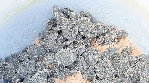 World Bank to fund Rs 4 crore project for rescue of turtles in Karwar