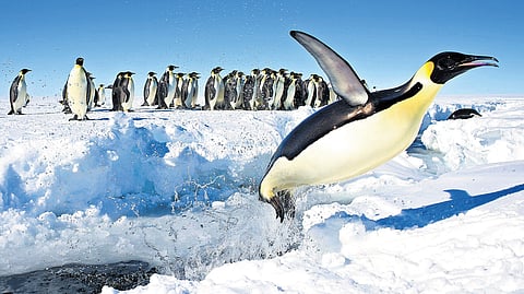 A colony of emperor penguins in Antarctica.