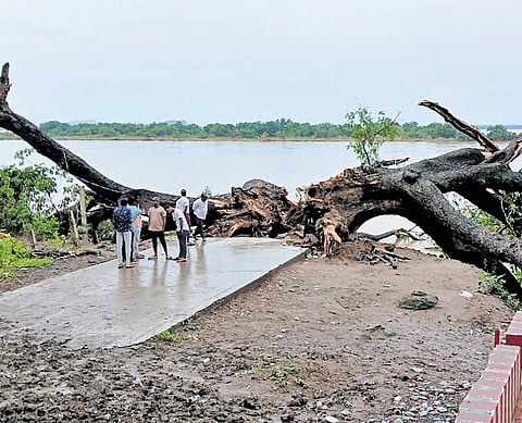 Uprooted ‘Cinema Tree’ in East Godavari district shows signs of life