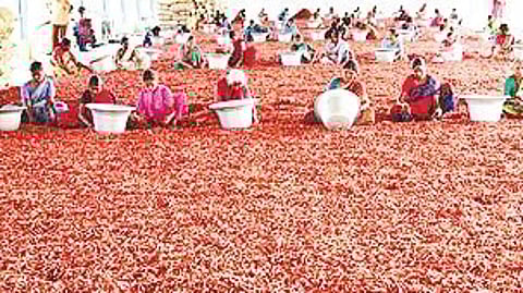 Traders dupe chilli farmers, banks in Andhra's Guntur