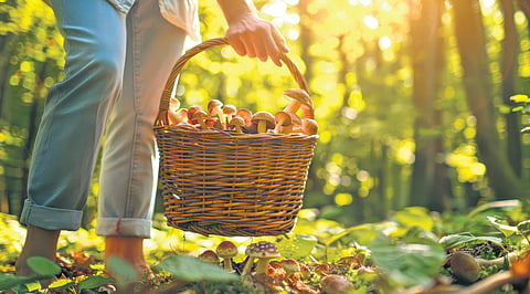 Hunting in Nature’s Garden of Edibles