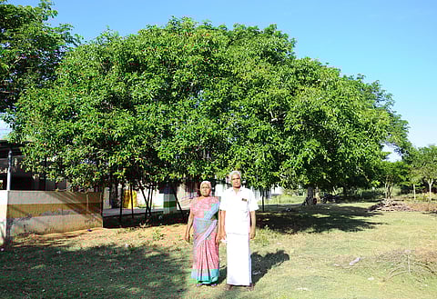 This Banyan man roots for a greener canopy