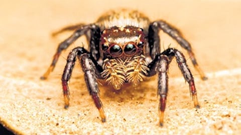 Tenkana jayamangali, the new genus of jumping spider