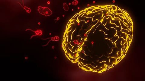 amoebic meningoencephalitis