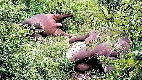 Image of elephants electrocuted used for representational purposes only.