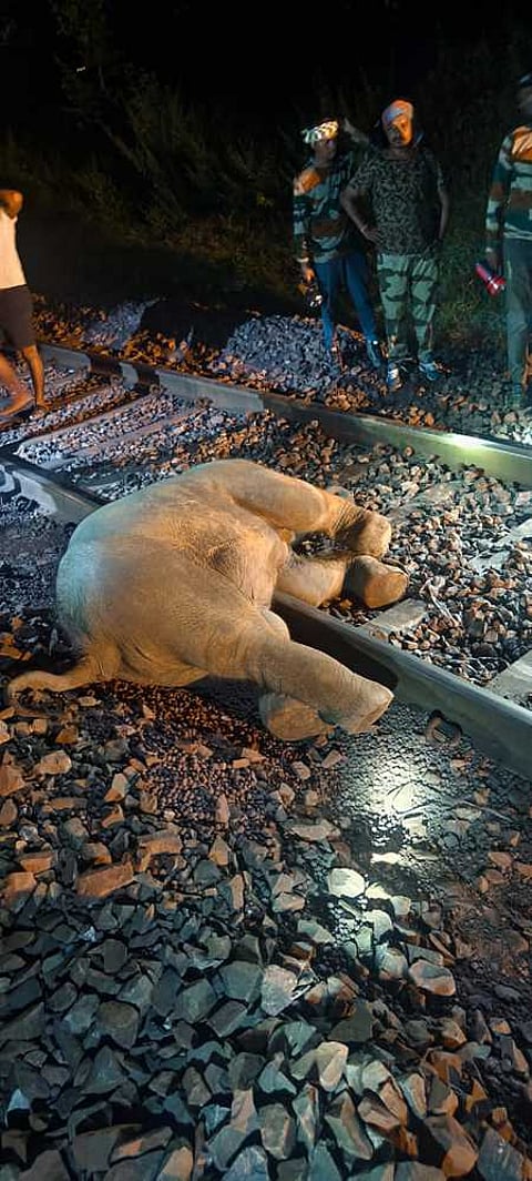 Carcass of the elephant calf on the railway track