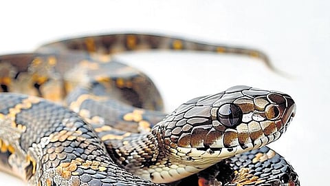 Growing snake-bite deaths: Forest dept blames delayed aid