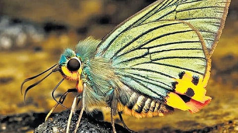With 446 species, Kaziranga emerges India’s second butterfly diversity hub