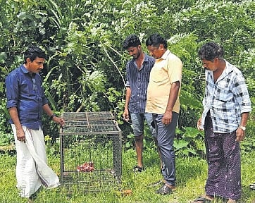 Laiju K M (left), Manakkapady North ward member, inspects the cage set
up in Karumalloor along with villagers