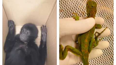 Siamang Gibbon monkey, Green Iguana