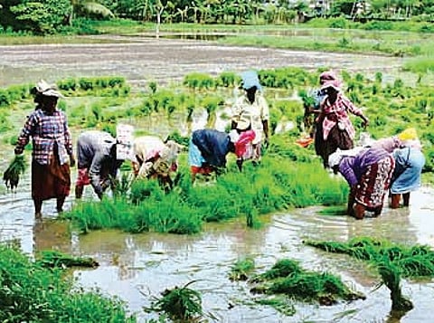 IRRI bats for mechanised direct seeded rice practice