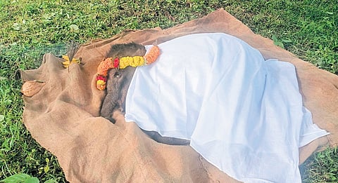 The nine-month-old elephant calf that died at the camp