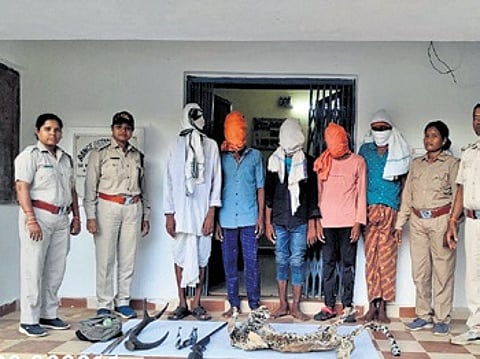 Five poachers arrested with wildlife items in Khariar
