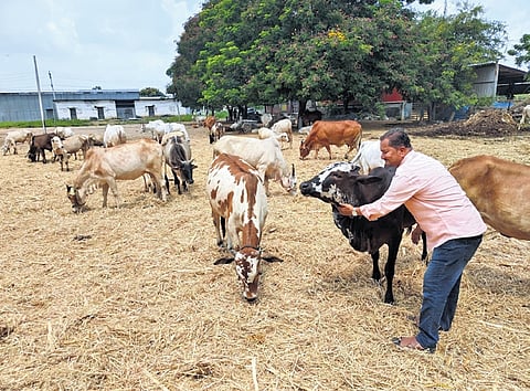 A GSSS member feeds cows in Karimnagar district