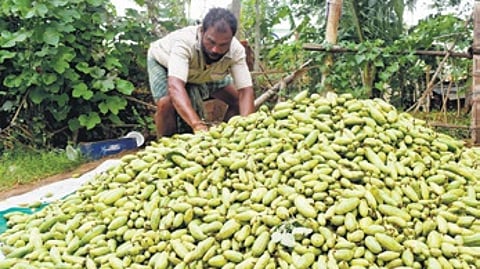 Pointed gourd plants are climbers and require support for proper growth.