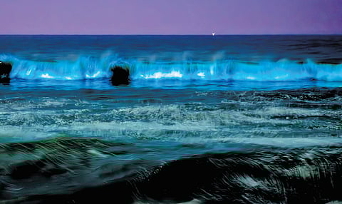 The sea was pitch black except for the moments when the waves formed, glowing with the bioluminescent microorganisms.