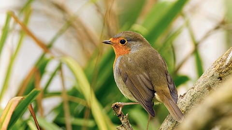 Travel light, follow the hoopoe