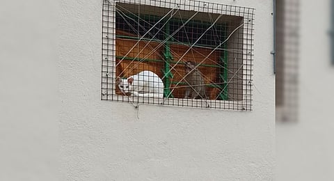 Coimbatore NGO faces backlash after illegally housing baby macaque