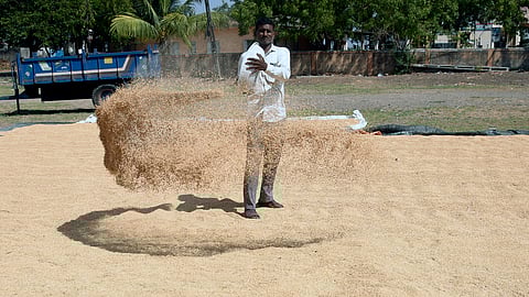 A worker spreads out wet rice grain to dry under the sun, in Surat, Gujarat.