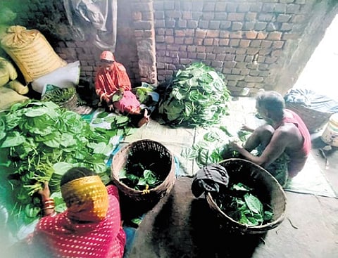 Family members of a farmer sorting harvested betel leaves in Niali on Wednesday
