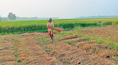 A farmer harvesting half-ripe paddy crop in Naugaon block