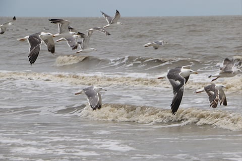 Most of the birds that have arrived are water birds, particularly waders.