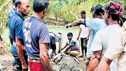 File photo of forest officials attending to a crocodile in Bhitarkanika
