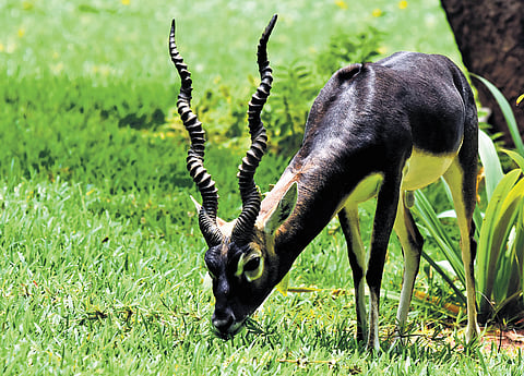 Blackbuck grazing out on the greens at IIT Guindy -
