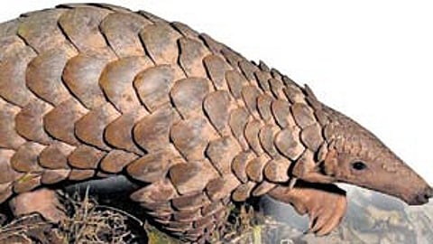 Learning curve from pangolin conservation project in Madhya Pradesh