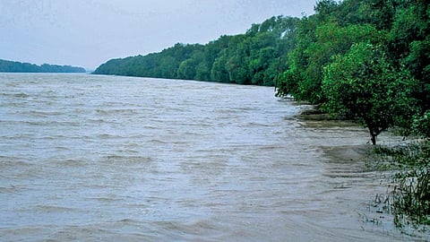 Mangrove near Jayanagar Ghat in Kendrapara district.