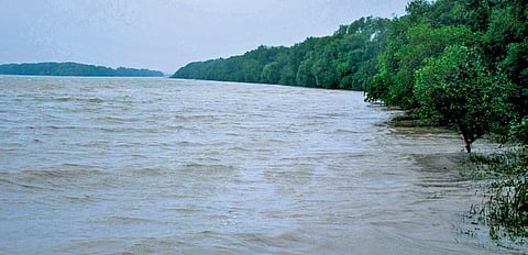 The mangrove wall near Jayanagar Ghat in Kendrapara district