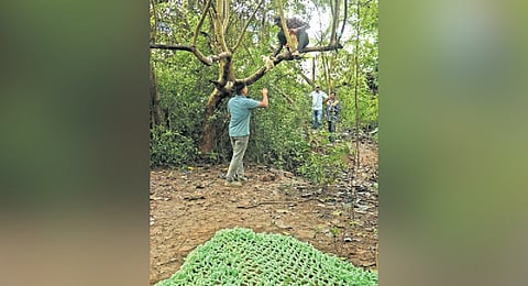Forest staff laying a trap to capture the suspected leopard on Saturday