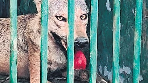 MP to radio-collar wolves to study their co-existence