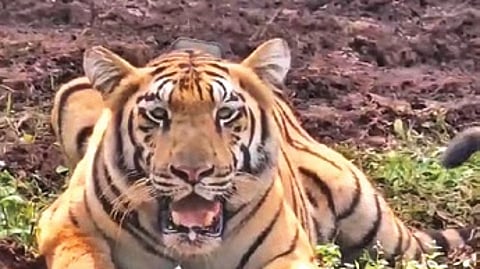 Image of tigress used for representational purposes only.