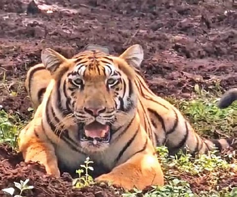 The tigress brought from Tadoba-Andhari Tiger Reserve (TATR) in Maharashtra was soft-released into an enclosure in the core area of Similipal south division on Monday.