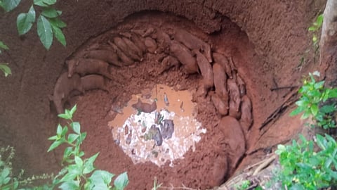 A group of 27 wild boars had ventured to a farm land, close to the Balabhadrapur beat forest, in search of food last night and fell into the uncovered well