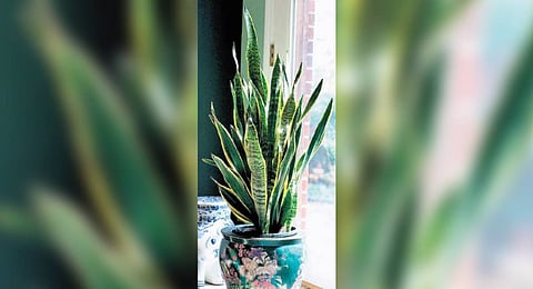 Mother-in-law’s tongue: It’s easier to handle than you think!