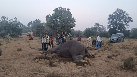 One of the critically ill elephants found in the core jungle area of Bandhavgarh Tiger Reserve (BTR) is being administered treatment.