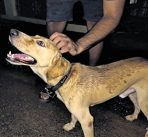 A dog that was found frantically wandering around Pongumoodu
on Friday